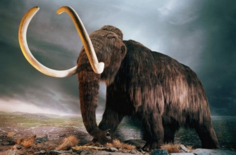 超新星 正在恢复生命的十大灭绝动物