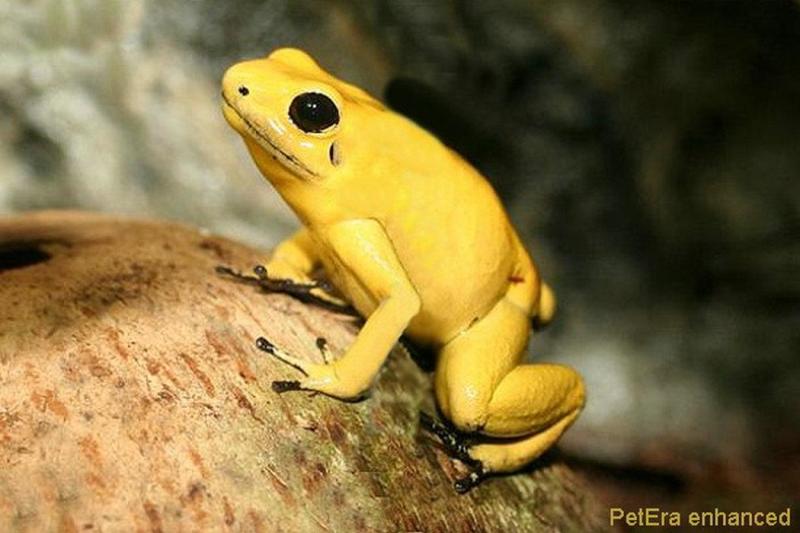  什么毒能一克杀死10万人，美丽的青蛙