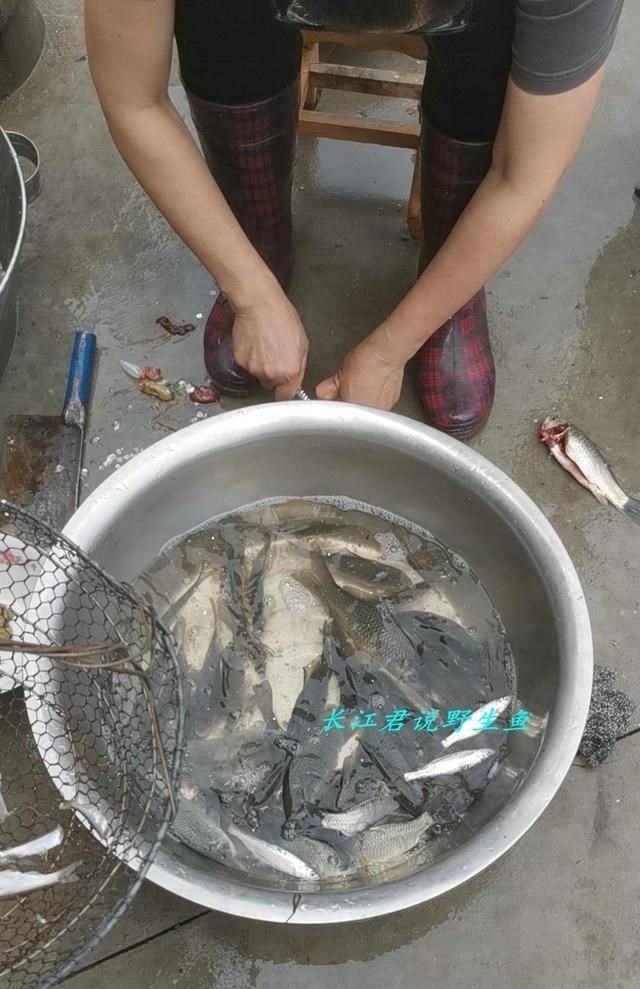 程凌云|江苏泰州，大雨后小水沟里野鱼泛滥，小伙：半天抓了十几斤