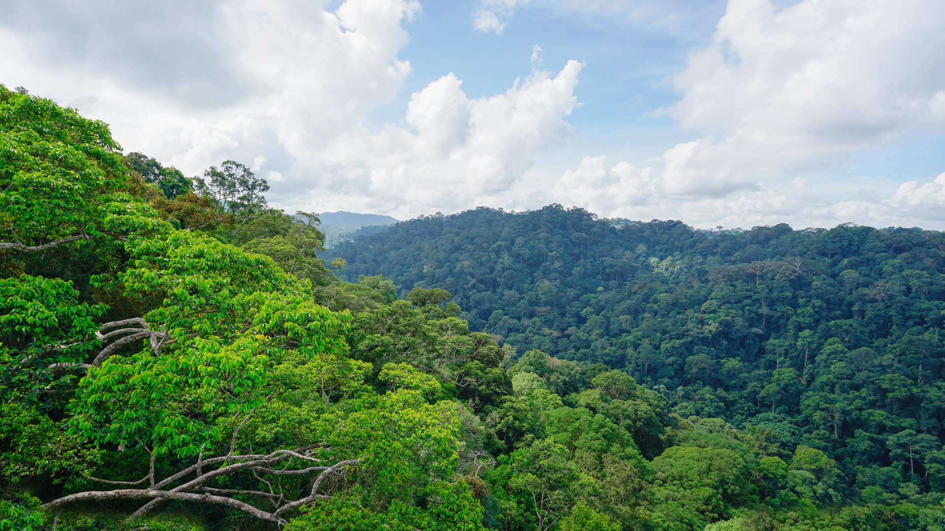 亚马逊河 亚马逊河到底有多可怕?是“生命王国”,却被称为人类的“禁区”