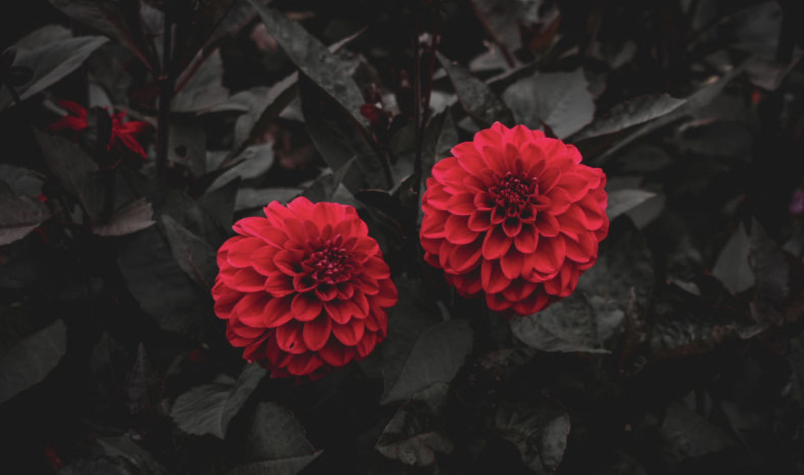 生肖夜梦|7月下旬，朝朝暮暮，前任难忘怀，3生肖痴心依旧，思念不已，缘分继续