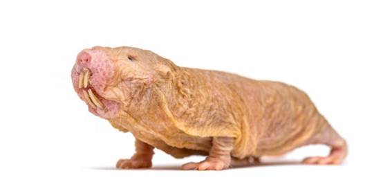 9种诡异的生物,每个生物都是真实存在的