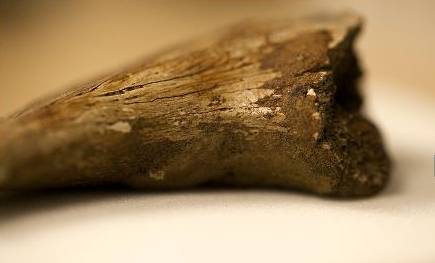 恐龙 恐龙血细胞，6个在冰下发现的神秘物品，轻松改变你三观！