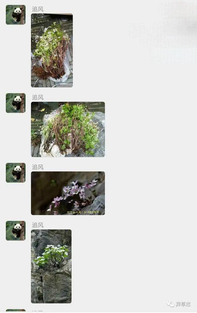 男子花100元买盆花，警察半夜找上门，结果悲剧了