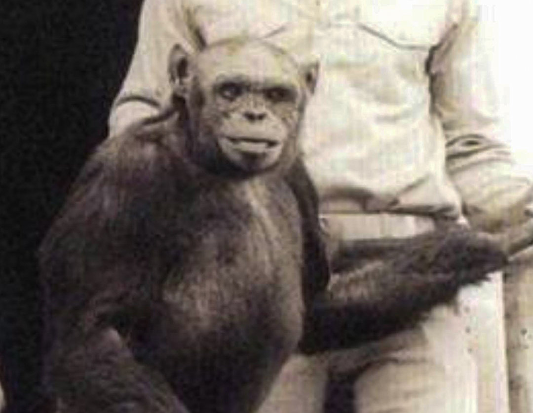 黑猩猩 与黑猩猩杂交实验：5位人类女性为科学献身，最终结果如何？