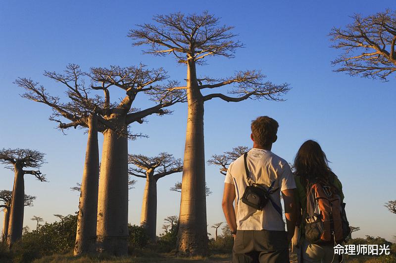 命理师阳光|寅虎的婚缘运解析