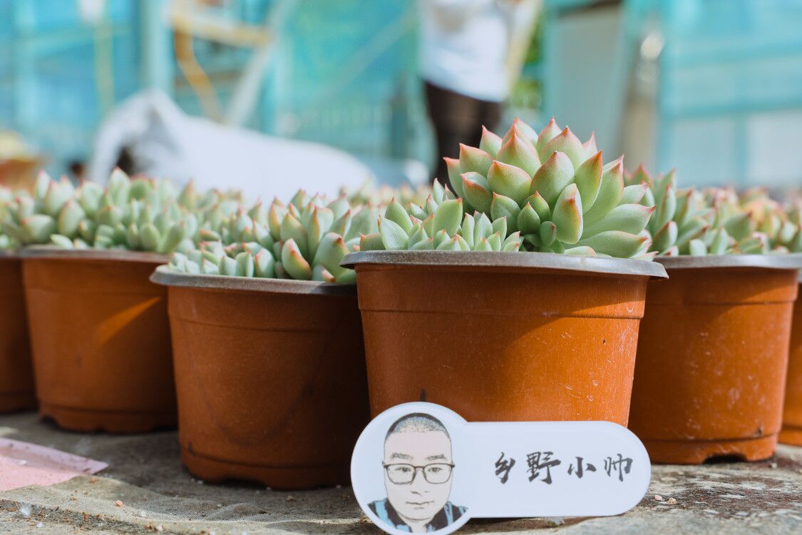 乡野小帅 怎么把多肉养得又肥又漂亮？听小帅跟你聊聊控养那些事儿