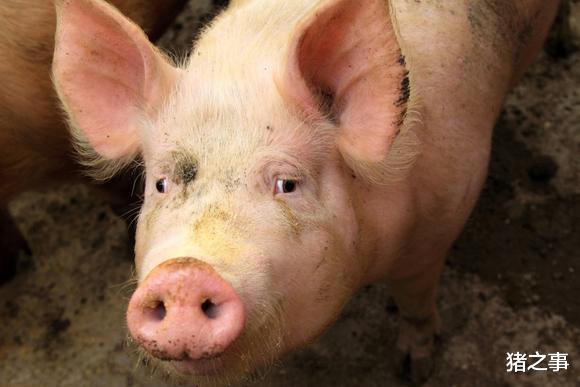 生猪价格 6月2日：猪市如常，跌至成本线下20%，或是猪价最低点，你咋看？