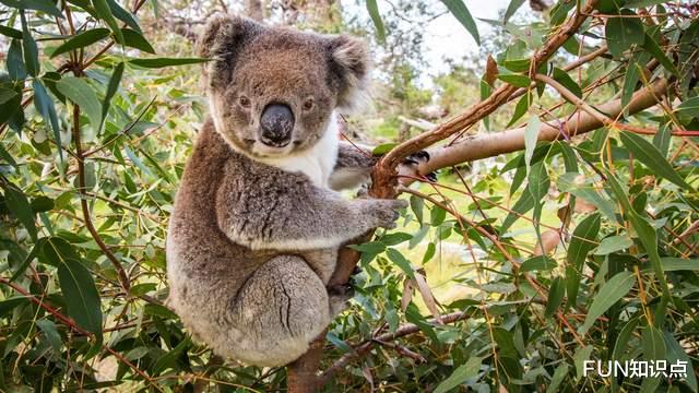 血糖 考拉傻吗？脑子小、有水、没褶皱，才不是贬低它们智商的证据