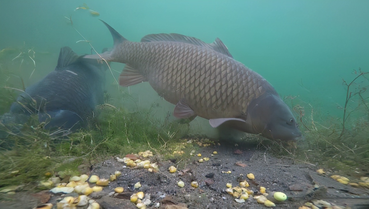 |野钓鲤草,这两个打窝小技巧,能让聚鱼效果翻一倍