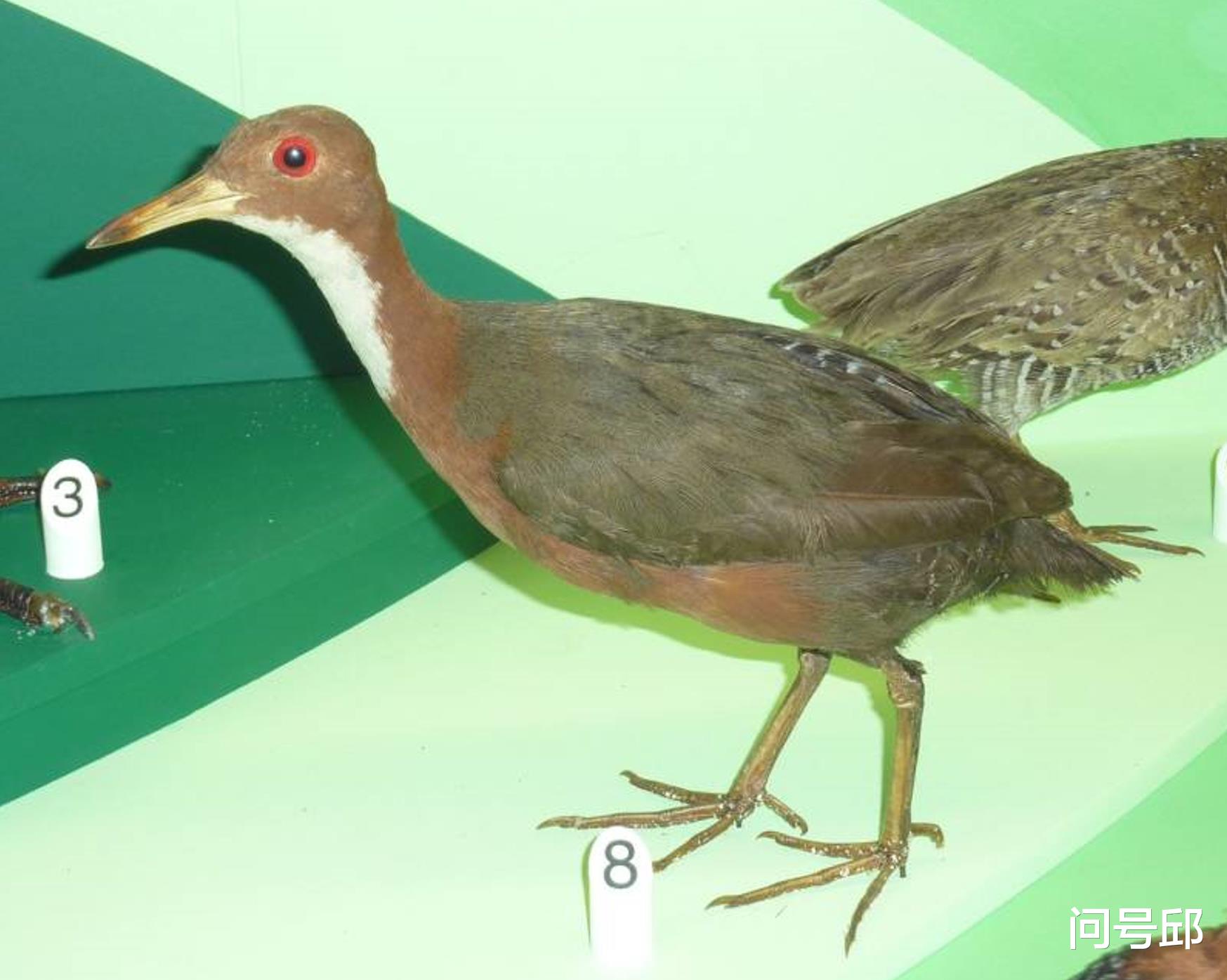 迭代进化:灭绝的白喉秧鸡是否进化了两次?丧失了飞行能力