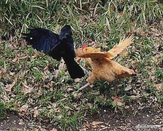 刘慈欣 逗猫狗、戏老鹰,智商占领高地,如果没有人类,乌鸦将成为主宰?