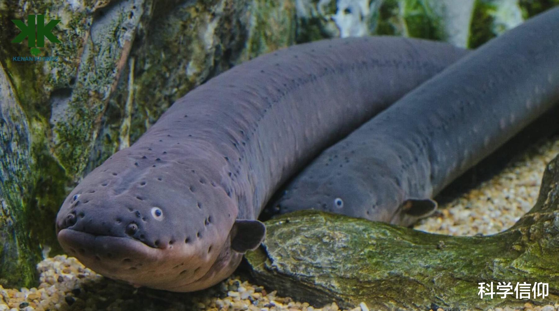 相机 淡水之中谁最强？不是鳄鱼，是电鳗