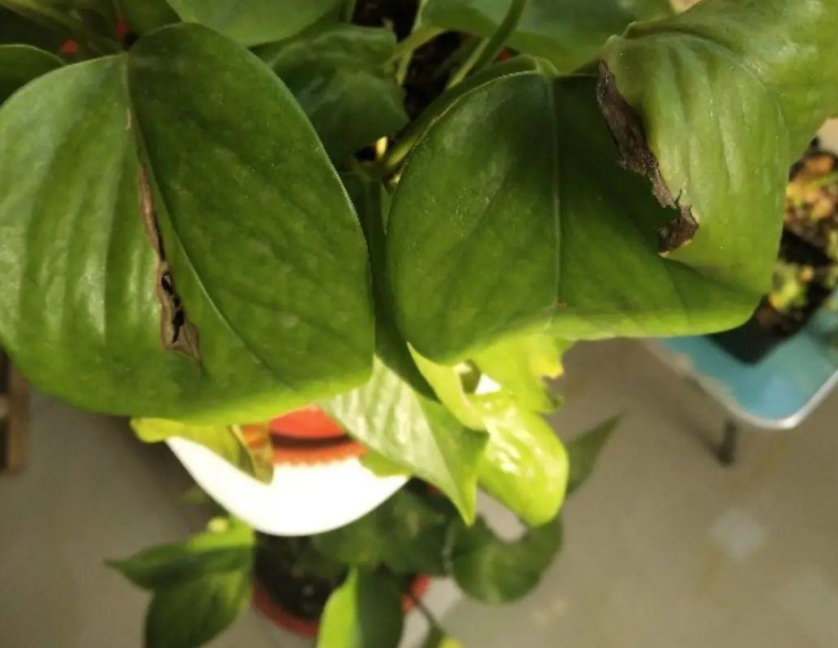 新房子甲醛重，怎能少了它！搁屋里，多摆几盆，2个月就能入住