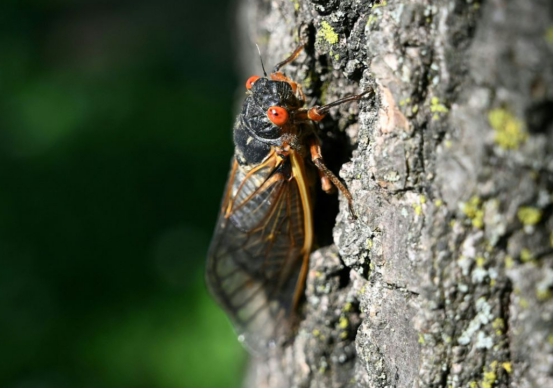 昆虫|埋藏17年后，数亿只蝉破土而出，美国人为何不怕蝉？