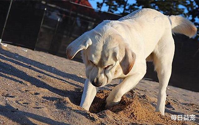 铲屎官|狗狗河边陪主人钓鱼，竟因太无聊睡着了，下一秒太搞笑！