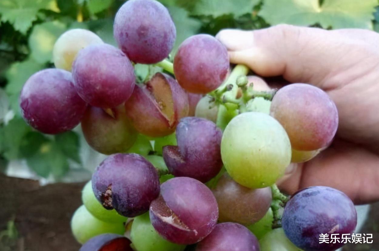 葡萄|拒绝买“激素”葡萄,这3个地方一看便知,告诉家人别买错