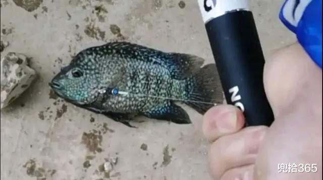 新世界|广东一男子野钓遇怪鱼,本以为是保护动物,网友:放心的随意处置