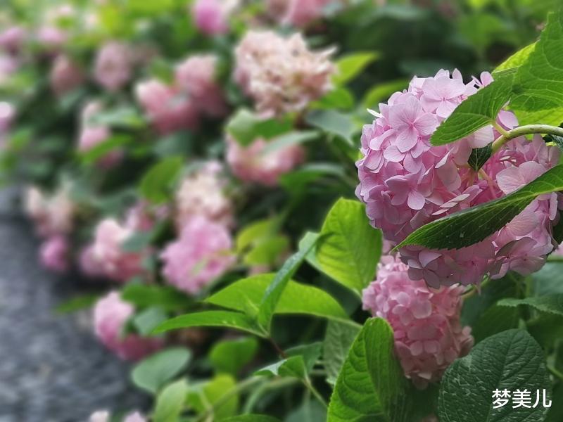 梦美儿 家外有家两头过，能安稳吗？