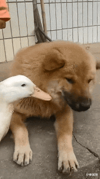 小秦星座|搞笑GIF：本来是个小狗狗，戴上面具变成小猫咪。
