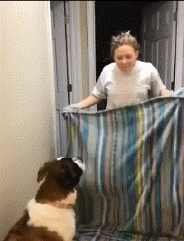 风云视角|搞笑GIF: 这是多少男人回家后想看见的画面