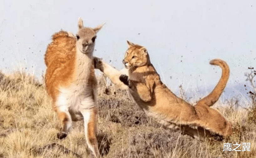 秃鹫|美洲母猎杀3倍体重的羊驼，10秒钟拿下猎物，爆发力着实恐怖！