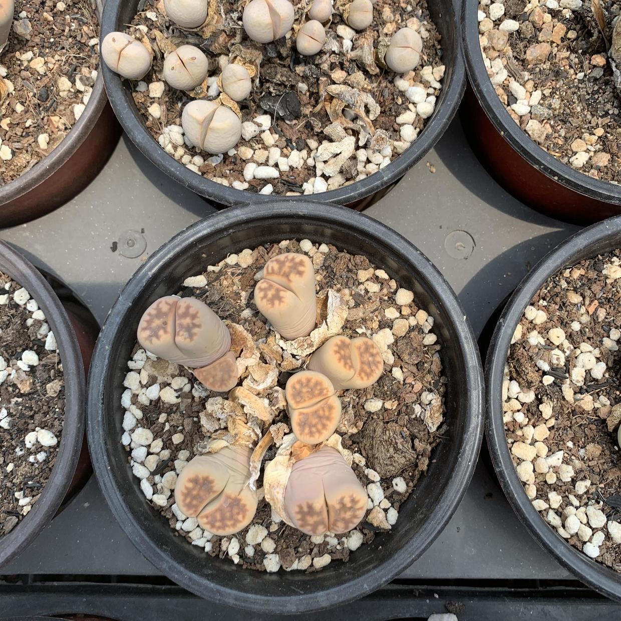 向阳园艺|现在,还有人!花几十块买1棵生石花?你的脑袋需要升级了!