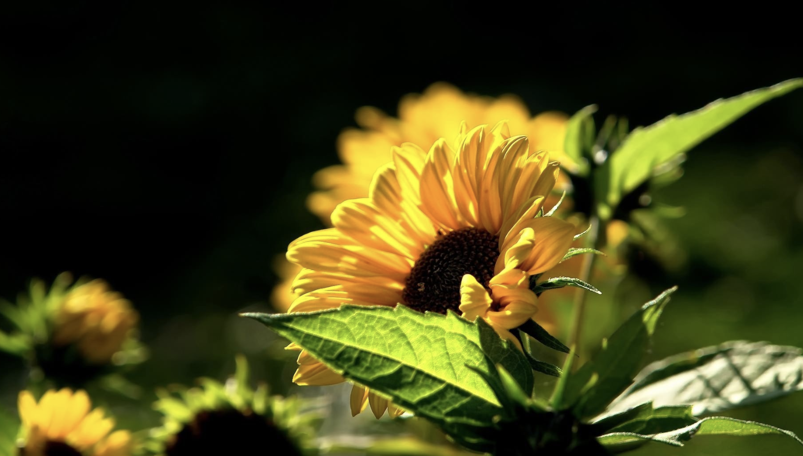 生肖夜读|8月,智勇超群,财运顺畅,存款多多,3生肖压力全无,喜上眉梢