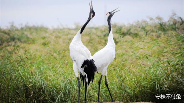 守株不待兔|真实存在着，看起来多少有点病的19个奇怪冷知识