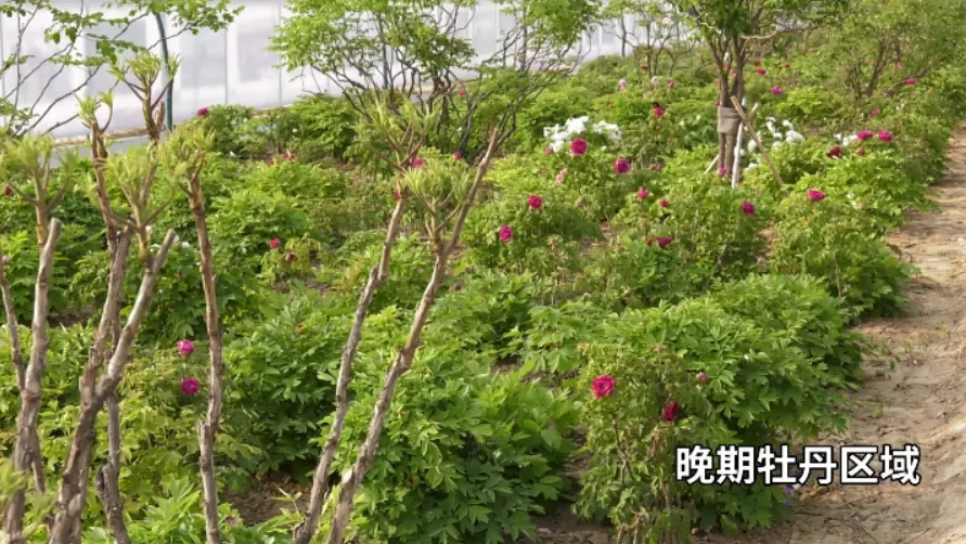 牡丹晚报 “菏泽一牡丹园花没开”上热门?菏泽人力证事实!发文网友已致歉
