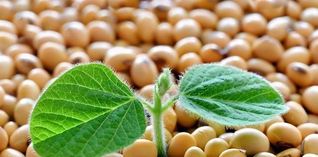  “转基因”到底是好是坏？为何有人支持，而有人却反对