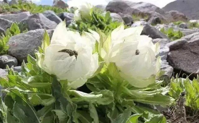 男子花100元买盆花，警察半夜找上门，结果悲剧了