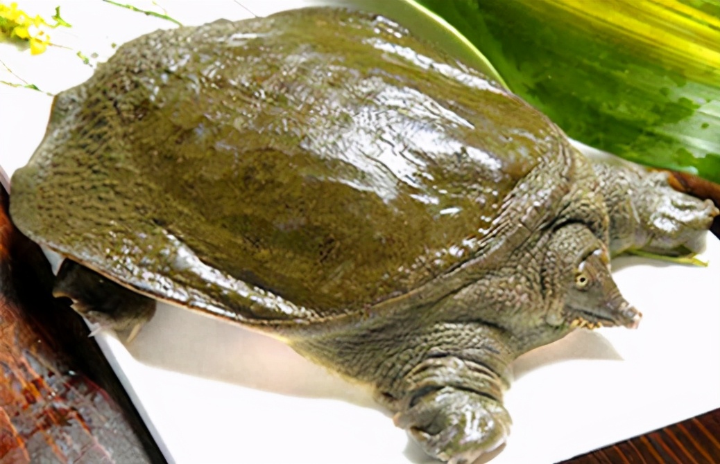 |别看鸡肝不起眼,这样捯饬一下,这些鱼排着队进窝