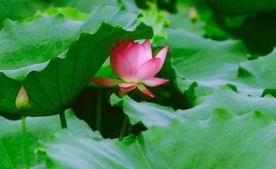 易号堂 数字能量学三数成像：绝命加生气磁场象意