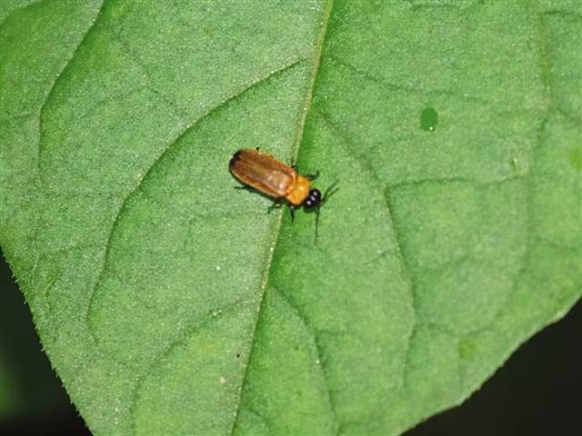 昆虫 虽然萤火虫发光，但是它需要光也害怕光