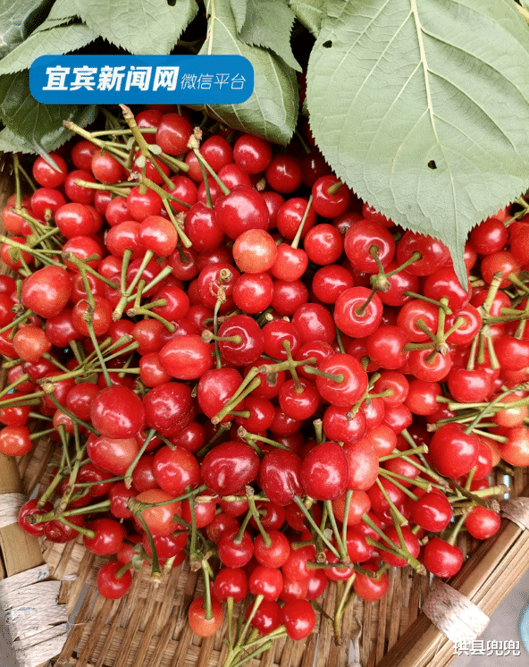 珙县兜兜 红了！熟了！宜宾周边樱桃采摘攻略来啦！现在去正好！