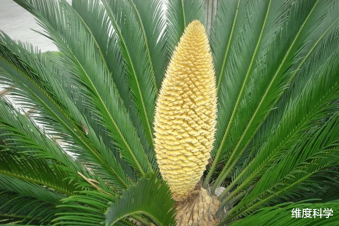 蝙蝠 关岛曾出现神秘疾病，科学家几经辗转发现，与当地的一种蝙蝠有关