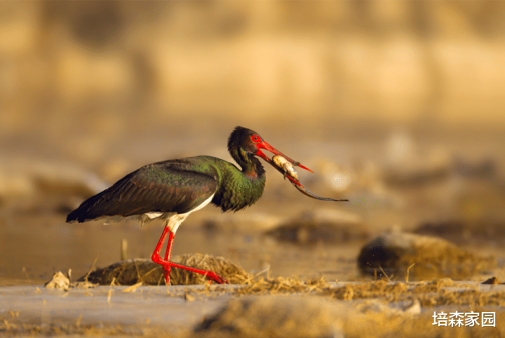 NASA 在阳光下，黑鹳羽毛竟然还会变色？
