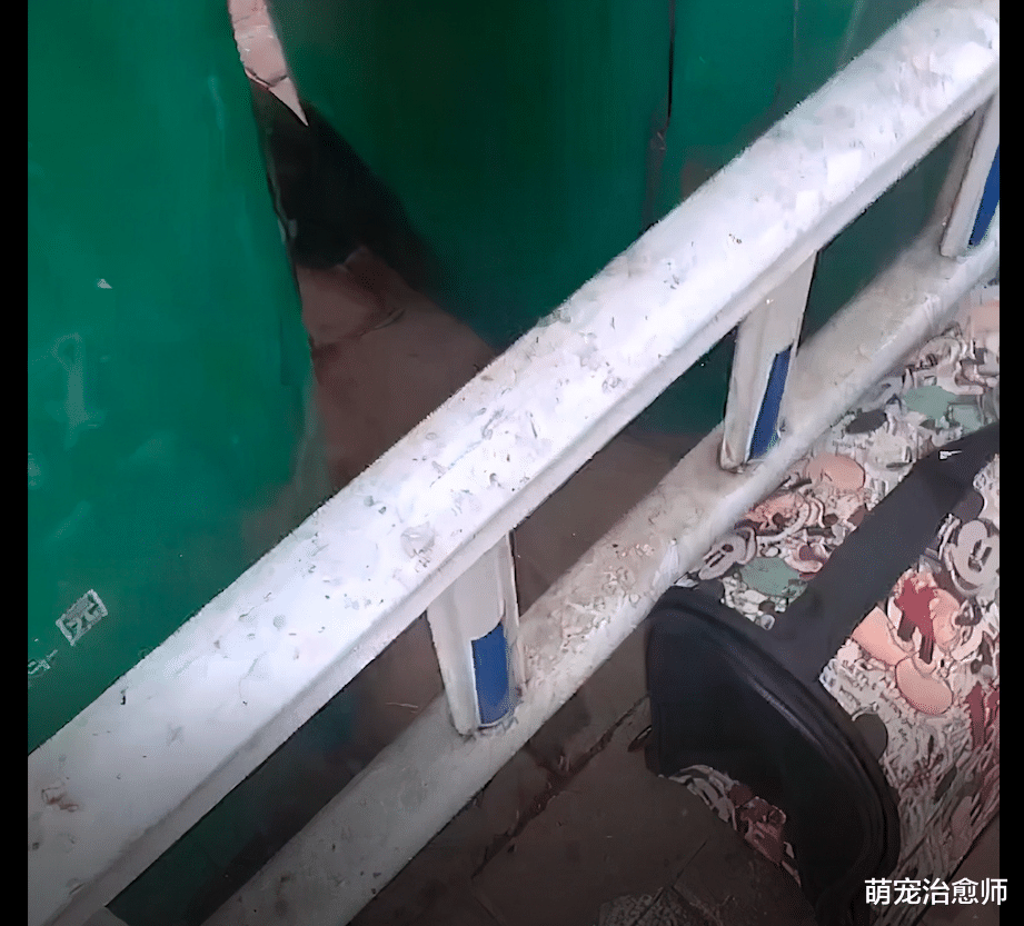 |网友捡了只生病的蓝猫，治好它后前主人竟上门来要猫，在钓鱼吗？