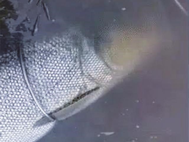 1.4米长70斤重，广东一男子野钓实现大鱼梦！网友：还穿上丝袜了