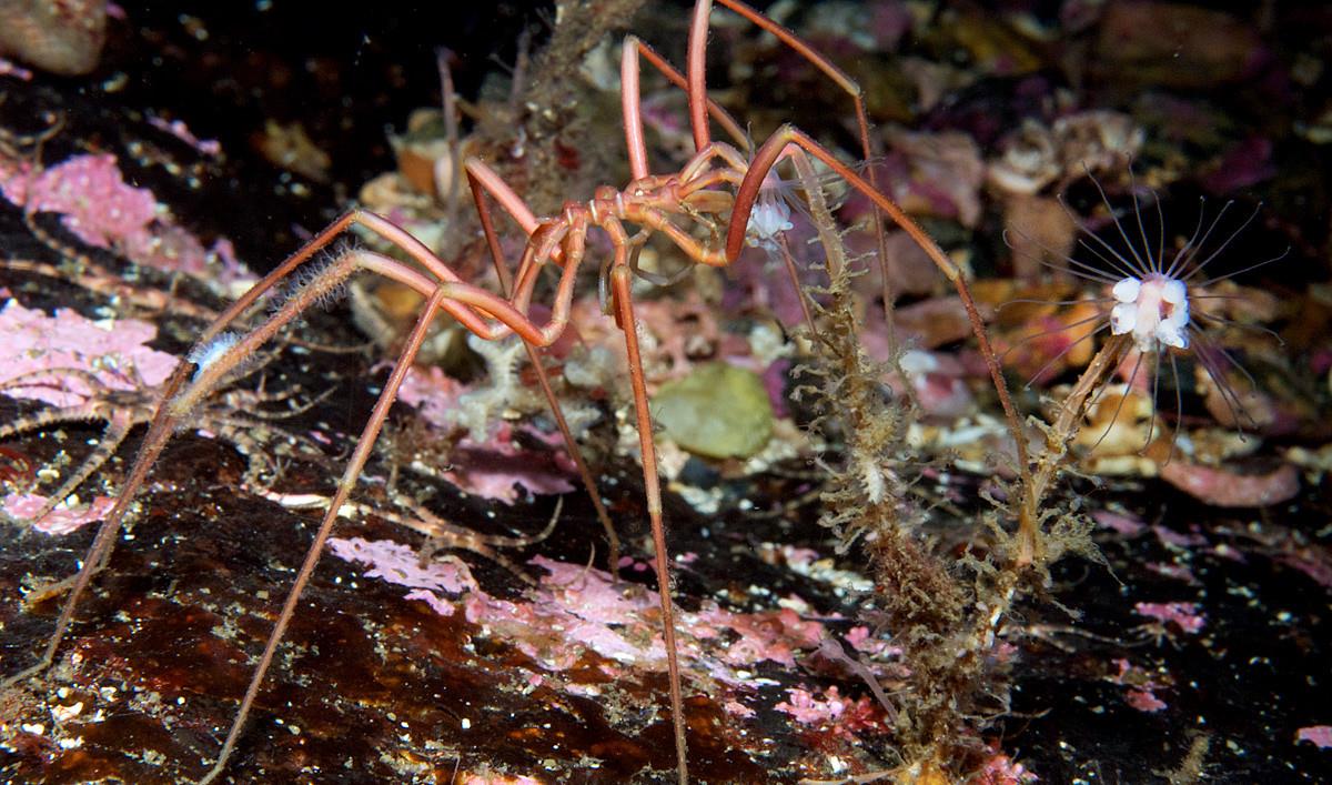 南方古猿 海蜘蛛花5亿年时间，证明一个道理：“只要足够废物，就没天敌”