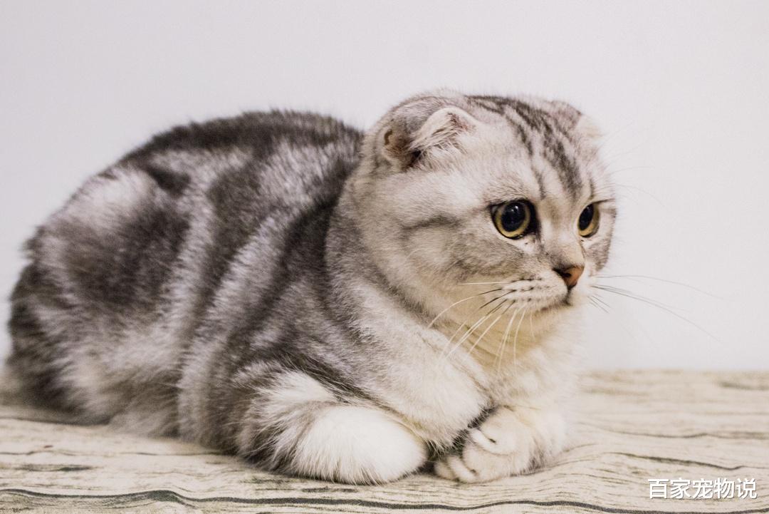 二手房 猫科动物性情多变，猫咪总是发呆，还可能是因为这些原因！