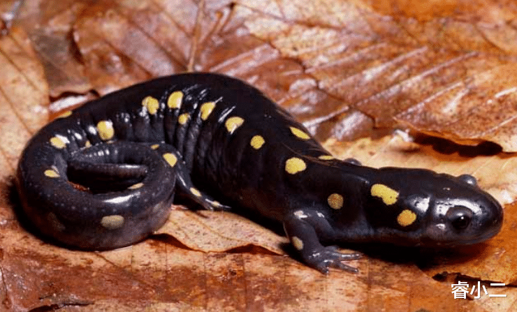小火龙 《宝可梦》来源与生态:小火龙来自美丽的传说,还是悲凉的现实?