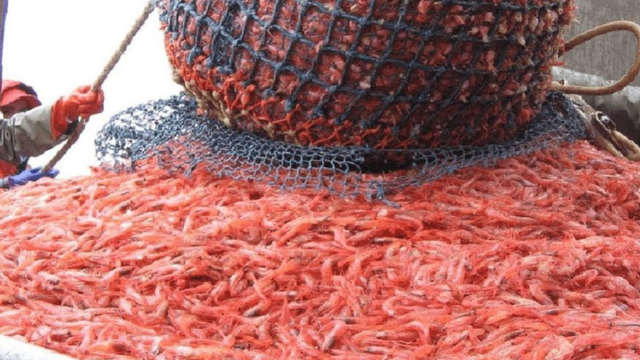 南极 因为“太能生”，即便被人类吃掉50多万吨，却依旧在海里泛滥成灾