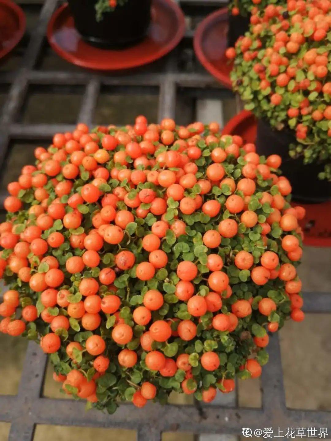 6种“观果植物”,小果实挂满枝头,半年不落,喜庆又好看!