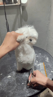 萌萌萌说|“爷爷说我家曾经很有钱，直到看见爸妈的结婚照我才信！”哈哈哈