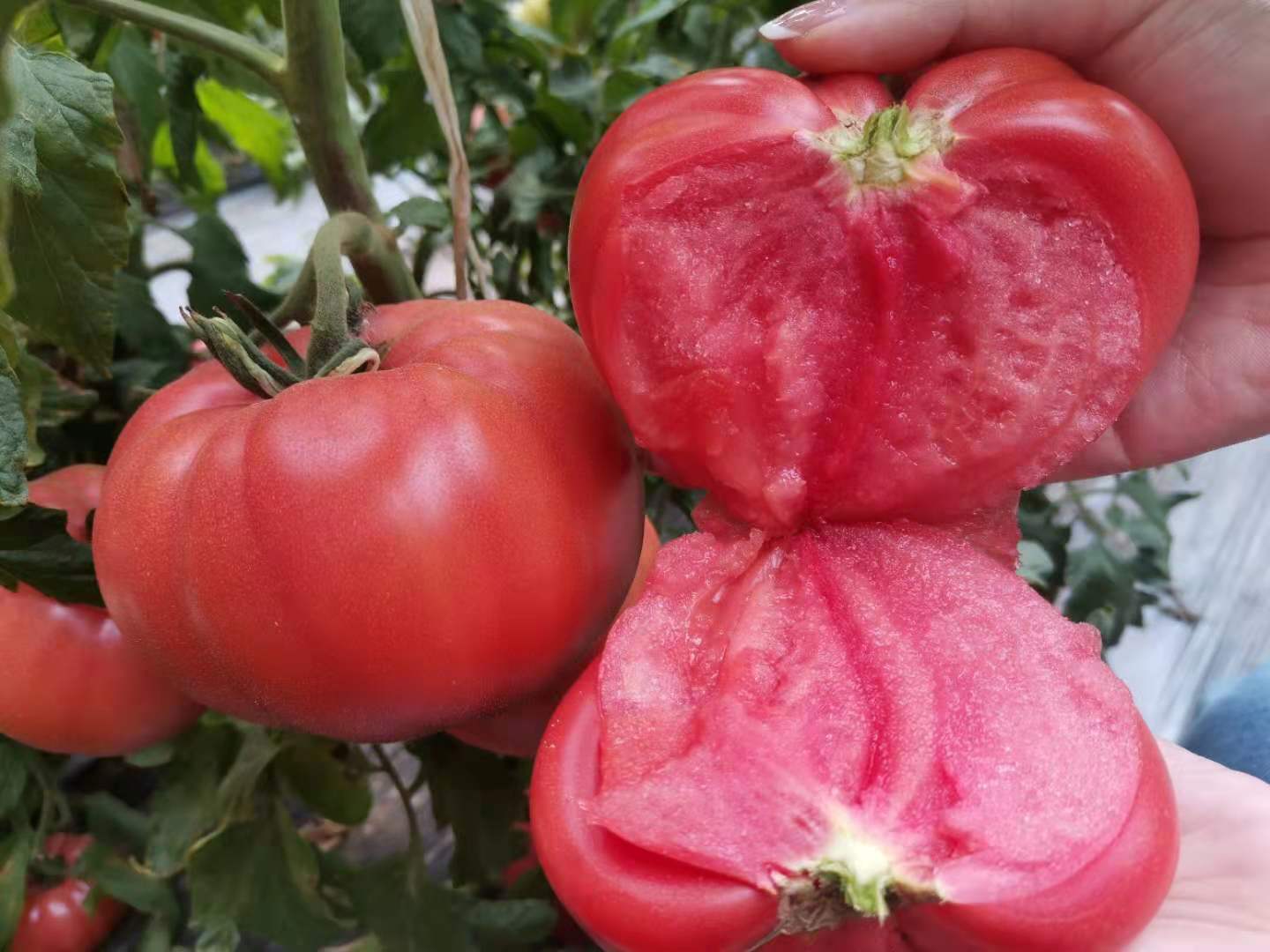 梓树资讯 【原创】一点不逊“杠69” 这里的西红柿口感太绝了