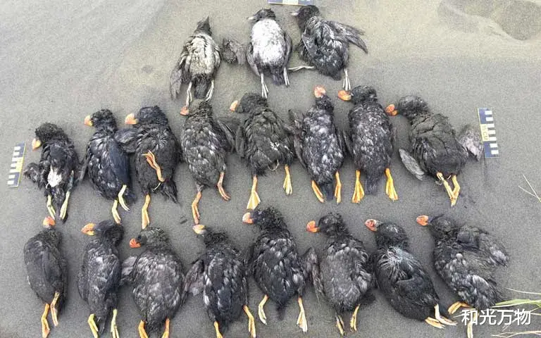 火星 北极海鸟大规模死亡,部分行动缓慢、软弱无力,科学家认为不正常!
