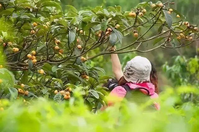 四川卫视 枇杷黄了！成都及周边采摘地图，收藏