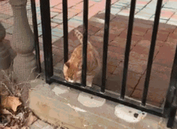 动物庄园|“我是一个送水的，碰到这样的客户该怎么办？”